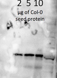 ABI5 | Abscisic acid insensitive 5 (peptide antibody) in the group Antibodies Plant/Algal / Hormones / Biosynthesis/regulation at Agrisera AB (Antibodies for research) (AS12 1863)